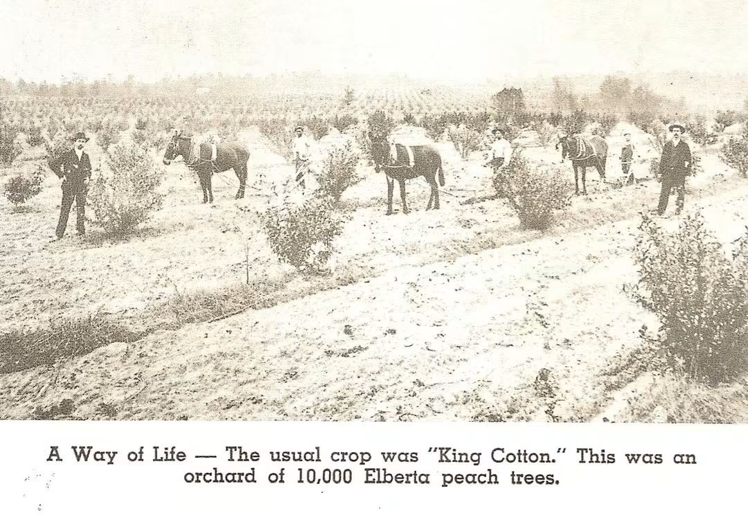 Peach orchard with workers and horses in a historic farming scene, highlighting the significance of peach cultivation alongside cotton.
